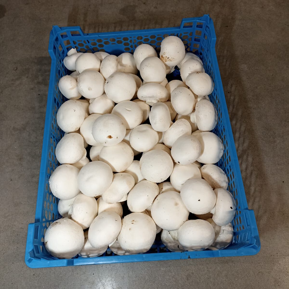 cropped-champignons-middel